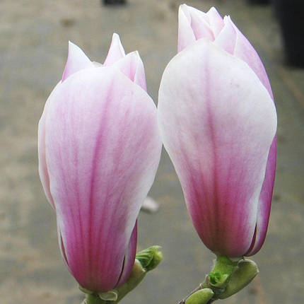 Магнолія на штамбі Піктур / РА 120-140 / Magnolia Picture, фото 2