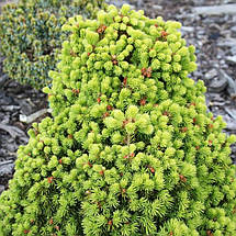 Ялина звичайна Дунданга / С5 / h 20-30 / Picea abies Dundanga, фото 2