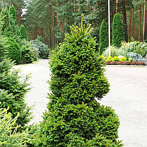 Ялина звичайна Дунданга / С5 / h 20-30 / Picea abies Dundanga, фото 3