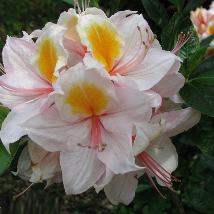 Рододендрон листопадний Arima 3 річний, Рододендрон листопадний Аріма, Rhododendron knap-hill Arima