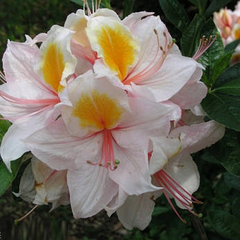 Рододендрон листопадний Arima 3 річний, Рододендрон листопадний Аріма, Rhododendron knap-hill Arima, фото 1