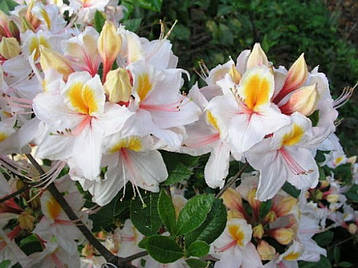 Рододендрон листопадний Arima 3 річний, Рододендрон листопадний Аріма, Rhododendron knap-hill Arima, фото 3