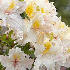 Рододендрон листопадний Arima 3 річний, Рододендрон листопадний Аріма, Rhododendron knap-hill Arima, фото 4