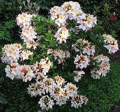 Рододендрон листопадний Arima 3 річний, Рододендрон листопадний Аріма, Rhododendron knap-hill Arima, фото 5