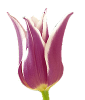 Тюльпани лілієподібні
