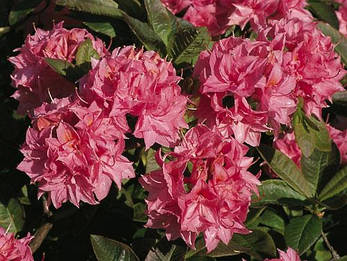 Рододендрон листопадний Kilian 3 річний, Рододендрон листопадний Кіліан, Rhododendron Kilian, фото 4