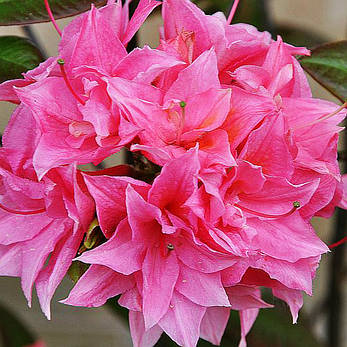 Рододендрон листопадний Kilian 3 річний, Рододендрон листопадний Кіліан, Rhododendron Kilian, фото 3