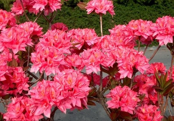 Рододендрон листопадний Kilian 3 річний, Рододендрон листопадний Кіліан, Rhododendron Kilian