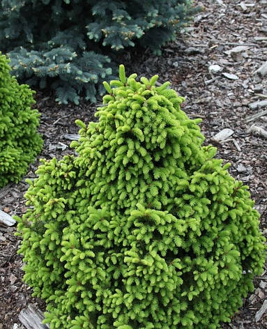 Ялина звичайна Barryi 3 річна, Ялина звичайна / європейська Баррі, Picea abies Barryi, фото 1