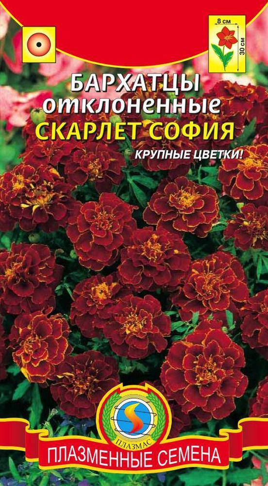 

Бархатцы отклоненные Скарлет София 30 шт (Плазменные семена)