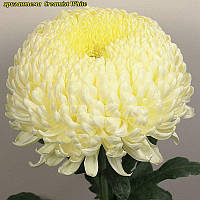 Хризантема Creamiest White (Креміст Вайт) одноголова. великобарвне, саджанці