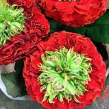 Троянда Червоне око (Red Eye) Саженець 2-річний, привів'яний, фото 2