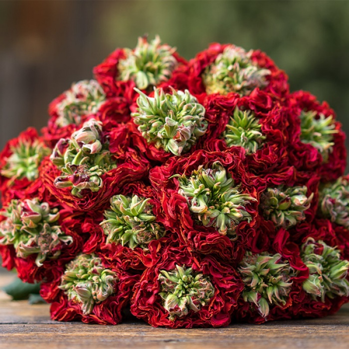 Троянда Червоне око (Red Eye) Саженець 2-річний, привів'яний, фото 1