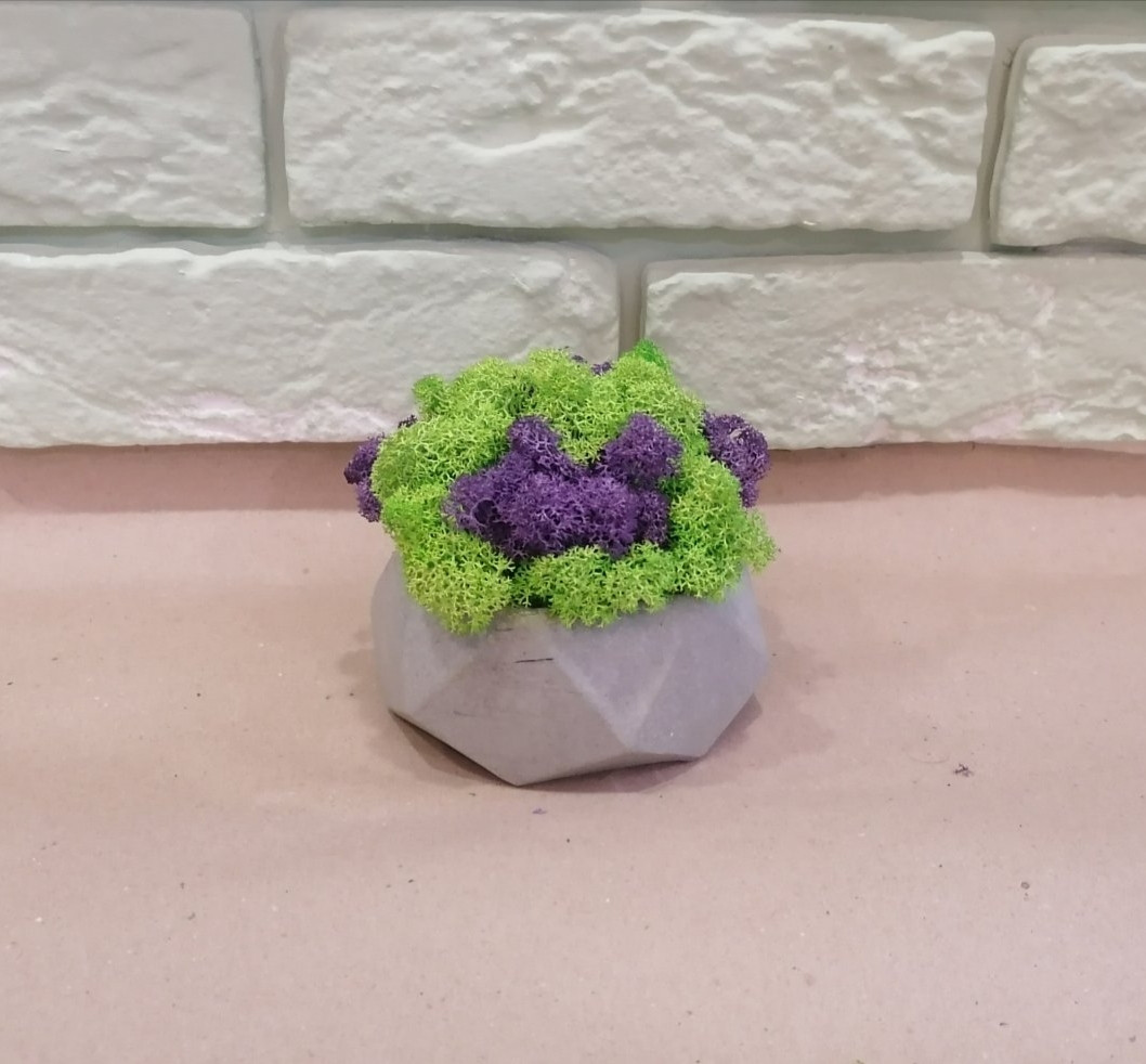 Стабілізований  мох в сірому бетонному кашпо ручної роботи мікс моху зеленого та фіолетового
