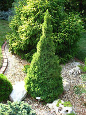 Ялина канадська Zuckerhut 3 річна, Ялина канадська Цукерхут, Picea glauca Zuckerhut, фото 2