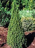 Ялина канадська Zuckerhut 3 річна, Ялина канадська Цукерхут, Picea glauca Zuckerhut, фото 5
