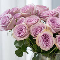 Троянда чайно-гібридна Луллабі (Lullaby) сажанець