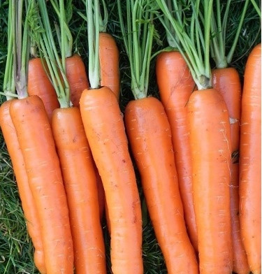 ЛАГУНА F1 - насіння моркви Нантес (1,8-2,0) 25 000 насінин, Nunhems