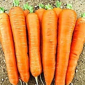 КОЛТАН F1 - насіння моркви Нантес/Флакке (1,8-2,0) 100 000 насінин, Nunhems