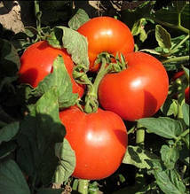 МАЙСАЛУН F1 - насіння томату детермінантного 1 000 насінин, Nunhems