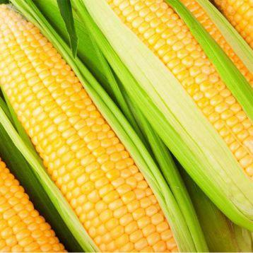 Силосна Кукурудза ДН Рава ФАО 500, пізні насіння кукурудзи з високим фао кукурудза на силос