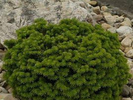 Ялиця корейська Brilliant 3 річна, Ялиця корейська Діамант, Abies koreana Brilliant, фото 4