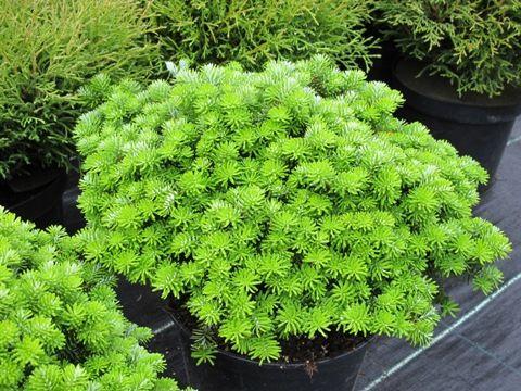 Ялиця корейська Brilliant 2 річна, Пихта корейская Бриллиант, Abies koreana Brilliant