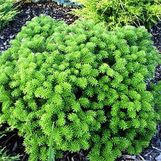 Ялиця корейська Brilliant 3 річна, Ялиця корейська Діамант, Abies koreana Brilliant, фото 6