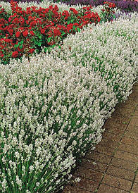 Лаванда вузьколиста Arctic Snow 2 річна, Лаванда вузьколиста Арктик Сноу, Lavandula angustifolia Arctic Snow