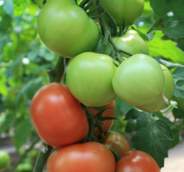 РАЛЛІ F1 — насіння томата, Enza Zaden