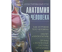 Анатомия человека. Иллюстрированный атлас Севастьянова И.
