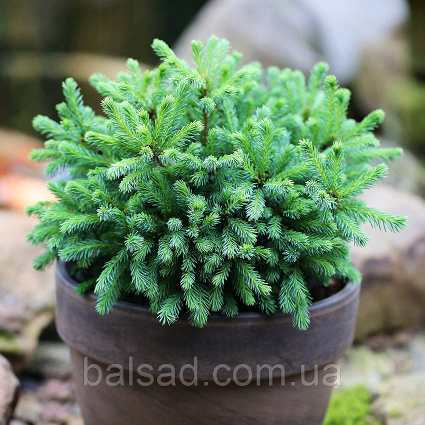 Ялина глаука Ехініформіс / d 10-20 / Picea glauca Echiniformis
