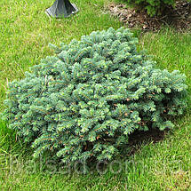 Ялина глаука Ехініформіс / d 10-20 / Picea glauca Echiniformis, фото 5