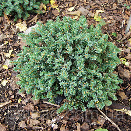Ялина глаука Ехініформіс / d 10-20 / Picea glauca Echiniformis, фото 3