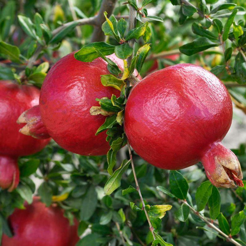 Гранат Маліссі 2 роки (горщик), фото 1