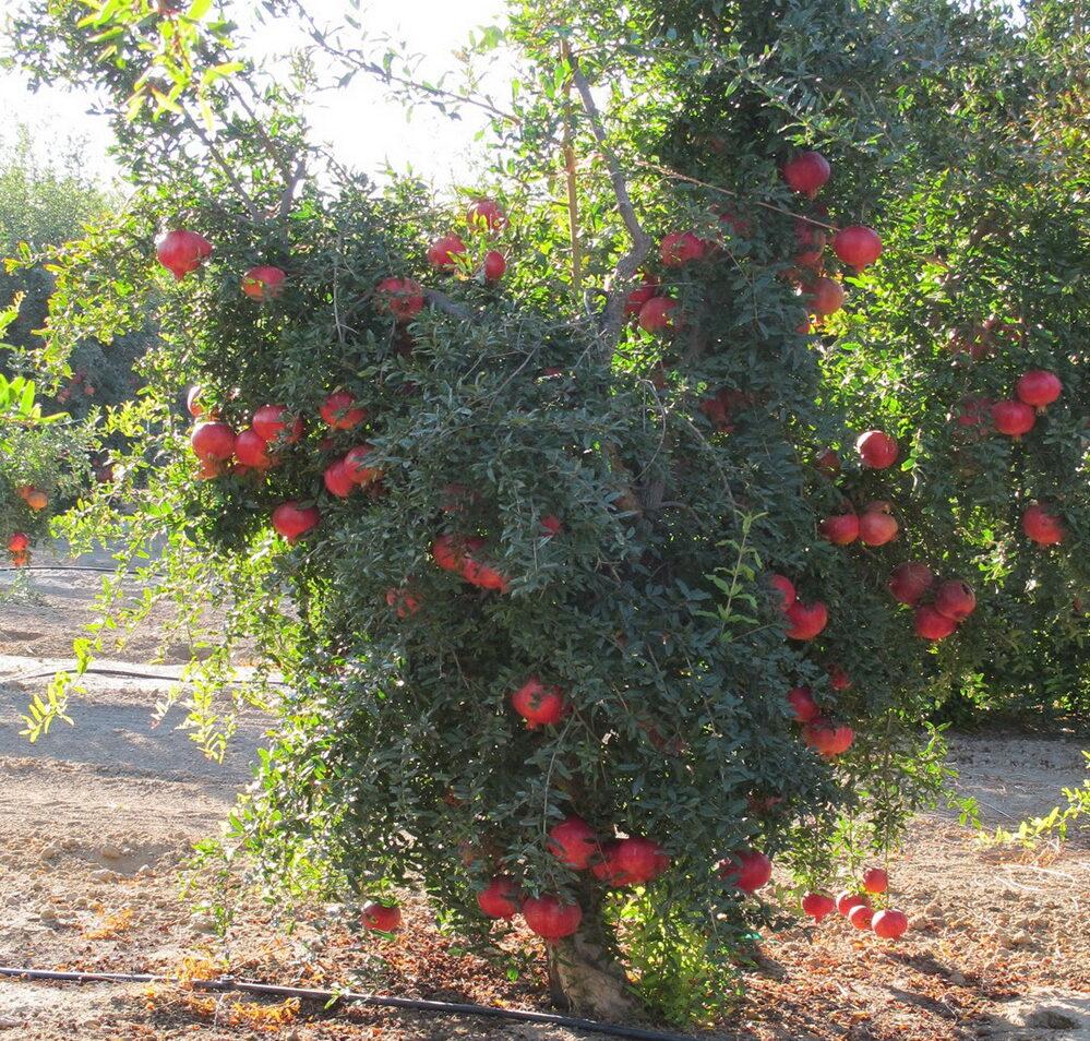 Гранат Микитський ранній 1 рік (горщик), фото 1