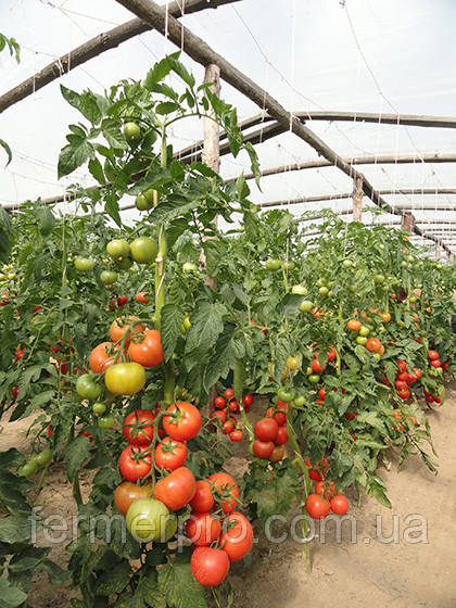 Насіння рожевого томата Канна 218 F1,500 семе. Seminis