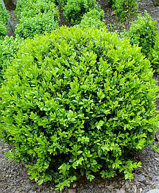 Самшит вічнозелений Саффруктикоза \ Buxus sempervirens Suffruticosa ( саджанці 3роки С3л шар)