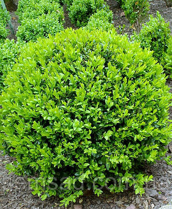 Самшит вічнозелений Саффруктикоза \ Buxus sempervirens Suffruticosa ( саджанці 3роки С3л шар), фото 2