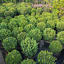 Самшит вічнозелений Саффруктикоза \ Buxus sempervirens Suffruticosa ( саджанці 3роки С3л шар), фото 2