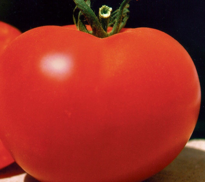 БАГІРА F1 — насіння томата, CLAUSE 5 грамів