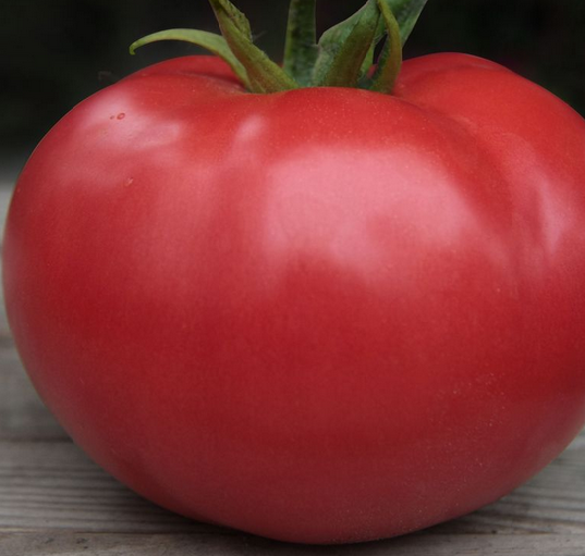 KS 222 F1 (КИБО F1) 100 сем'ян — насіння томата, Kitano Seeds