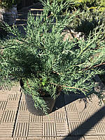 Ялівець козацький Сизий (Juniperus sabina Syziy/Glauca) а - 60-80 см в горщику  С7,5л