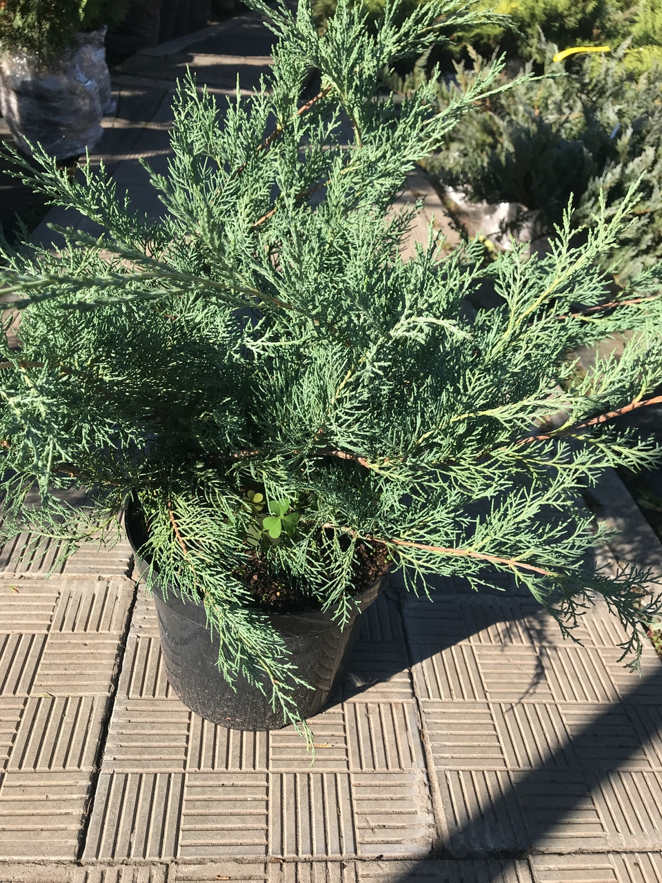 Ялівець козацький Сизий (Juniperus sabina Syziy/Glauca) а - 60-80 см в горщику С7,5л