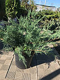 Ялівець козацький Сизий (Juniperus sabina Syziy/Glauca) а - 60-80 см в горщику С7,5л, фото 3