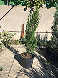Ялівець китайський Спартан (Juniperus chinensis Spartan) h-80-100 см в горщику С7.5 л, фото 3