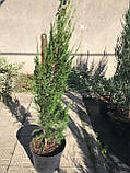 Ялівець китайський Спартан (Juniperus chinensis Spartan) h-80-100 см в горщику С7.5 л, фото 4