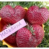 Саджанці полуниці МАЛЬВІНА (пізнього терміну дозрівання), фото 3