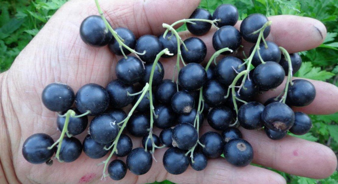 Саженцы смородины ГЛОБУС среднего срока созревания (двухлетний)