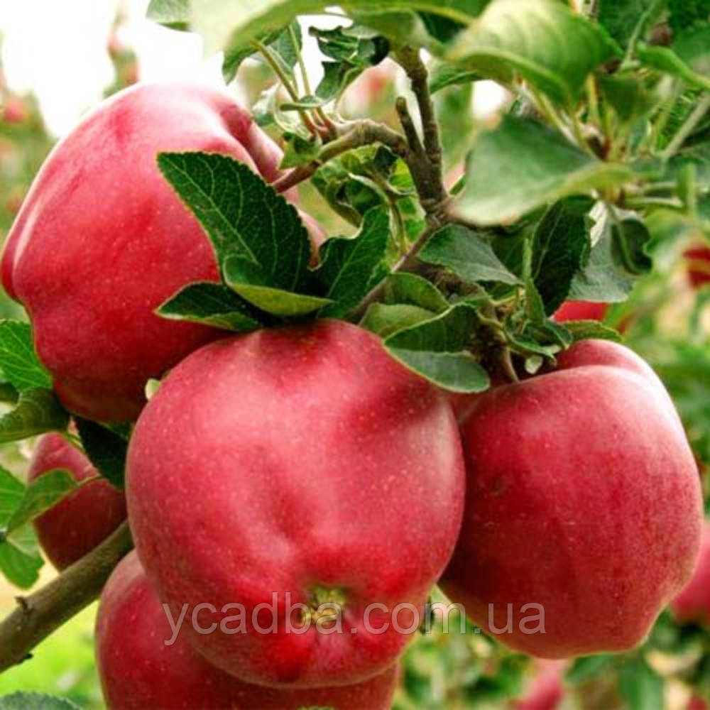Яблуня Ред Делішес (зимова)